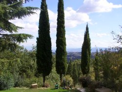cypress panorama